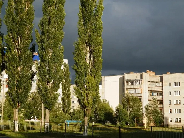 Екатеринбуржцы пожаловались на замену тополей другими деревьями